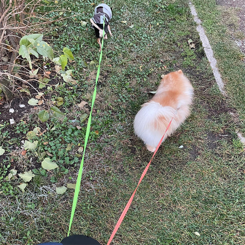 Dog Duo leash up to 28 lbs per